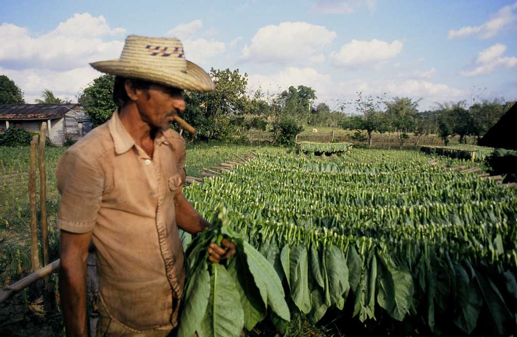pinar-del-rio-vinales-tobacco-1.jpg
